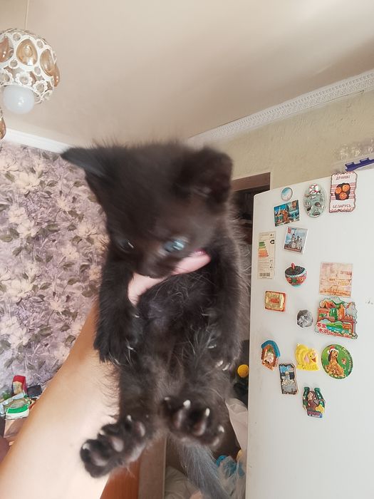 Отдам котят добрые руки