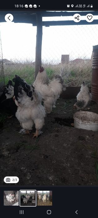 Продам инкубацыонное яицо чистокровные брамы