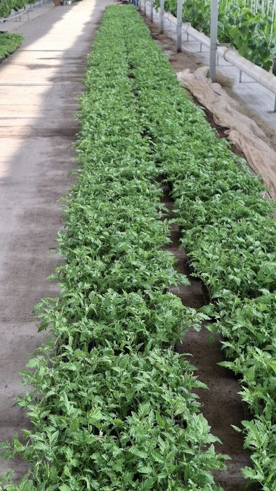 Pamidor kõchat  alamina