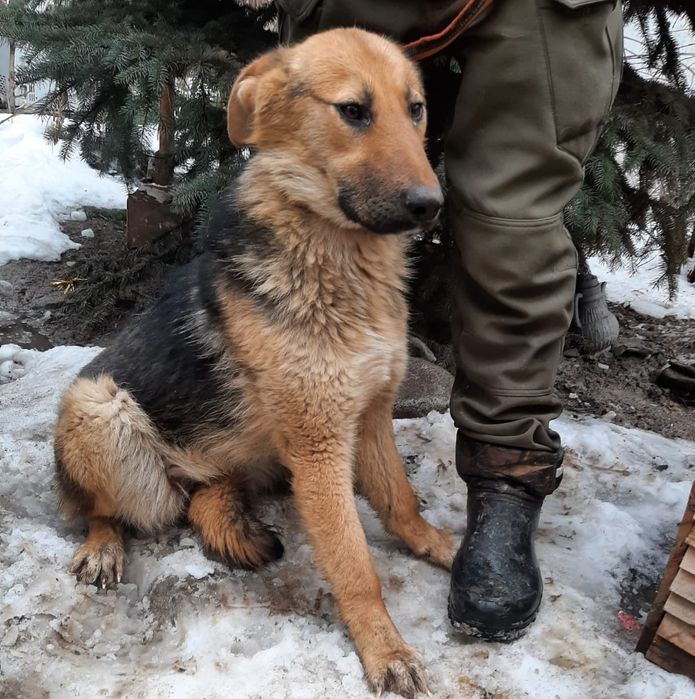 СобАчкИ кОмпаНьеНы сТорожа ОхраНиики
