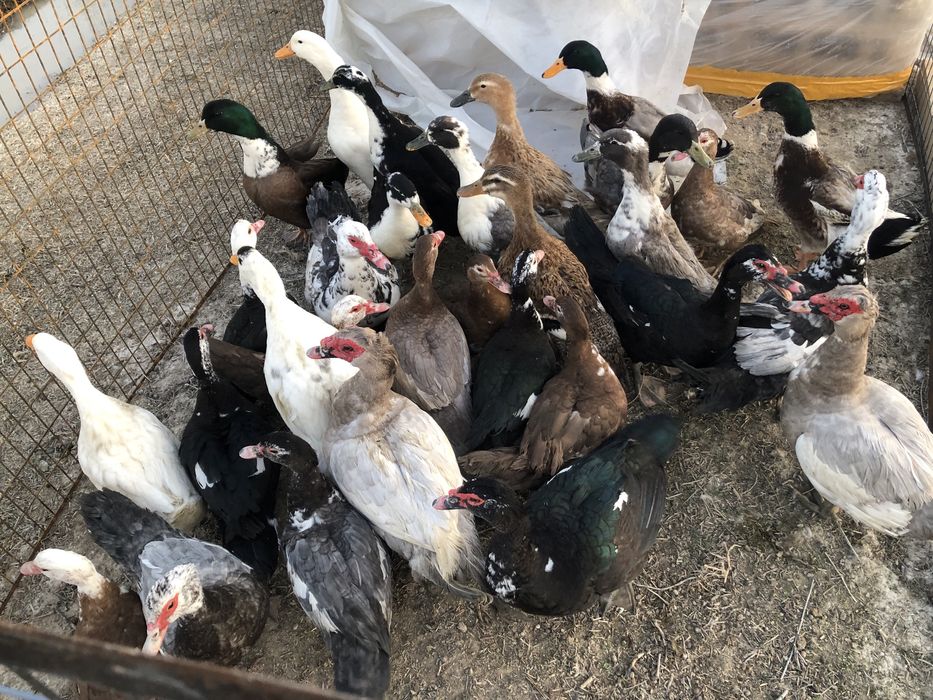 Уйрек индауткалар бар