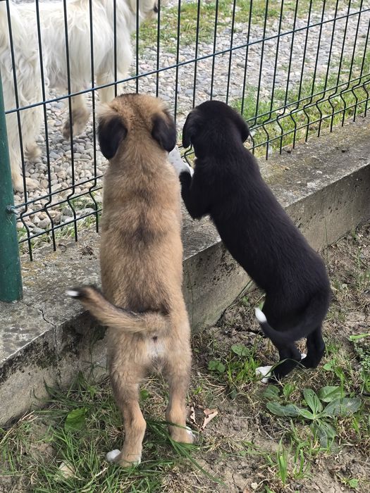 Ofer spre adopție animaluțe
