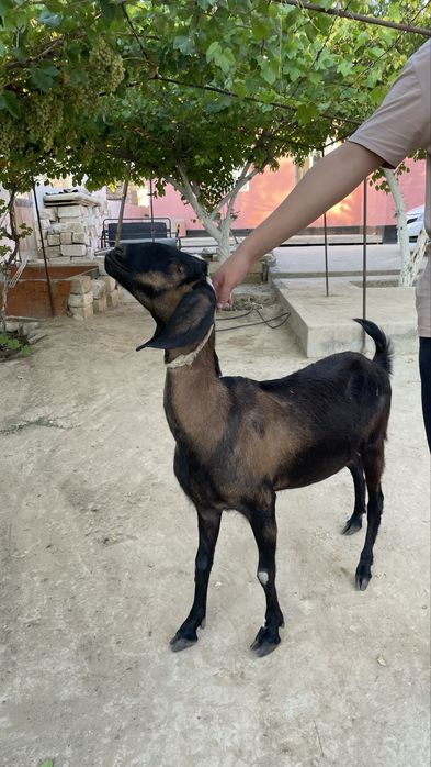 нуби ешкы алпы нуби аралас теке