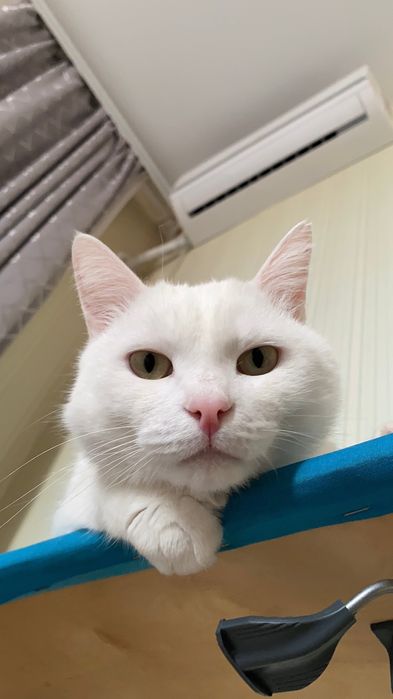 Кот в добрые руки ВРЕМЕННО