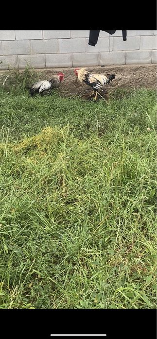 Петухи  сатылады