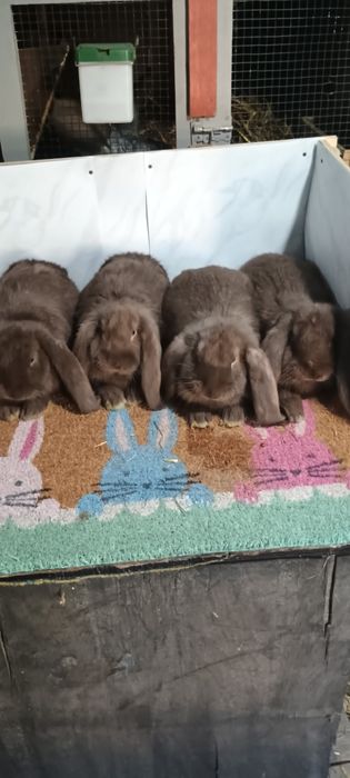 Iepuri de rast!!!