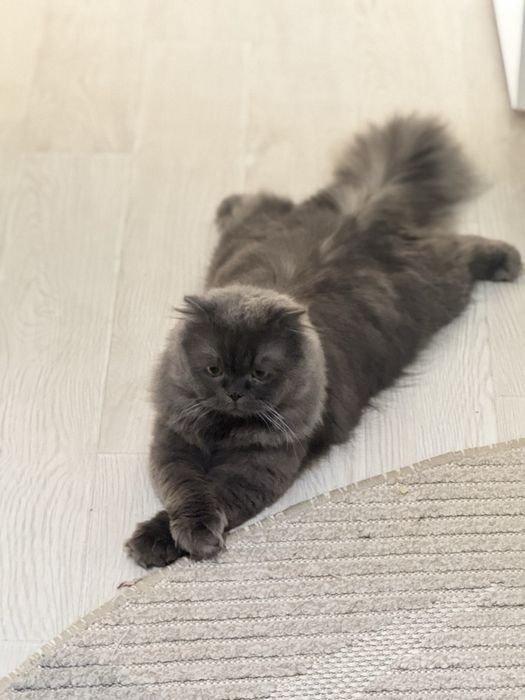 Продается Кот! Скоттиш страйт хайленд