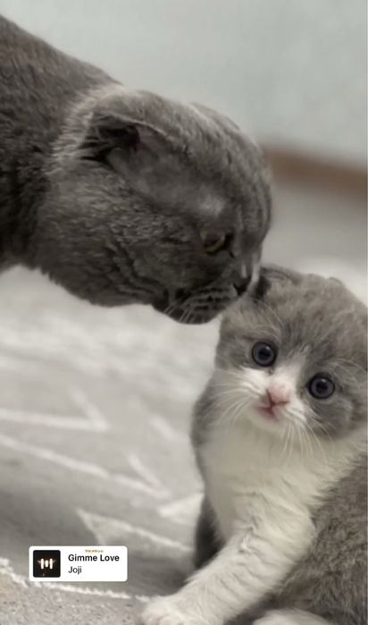 вязка,скотиш фолд