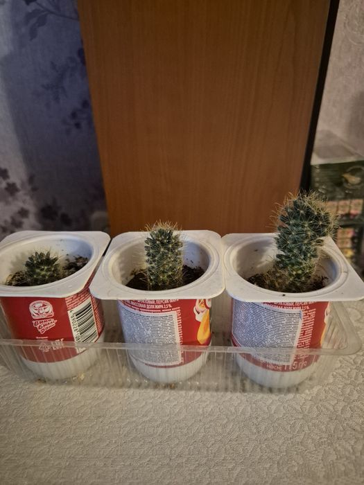 Толстянка, денежное дерево, кактусы