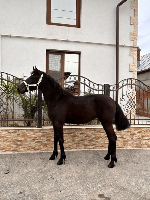 Iapă (mânză) frizian-lipitan