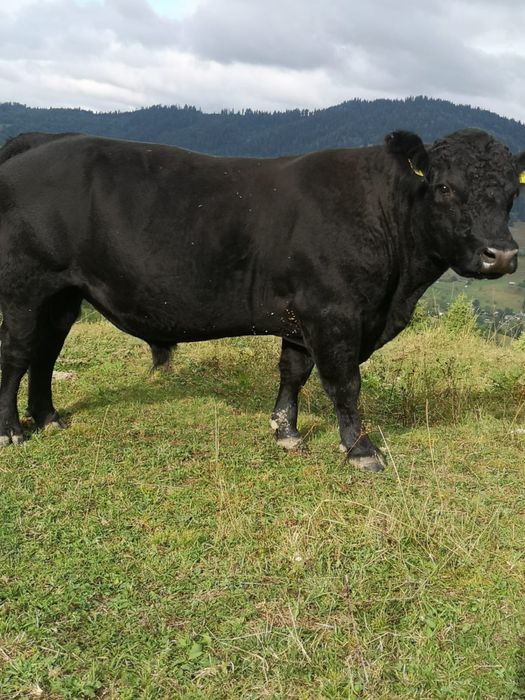 Vand taur angus