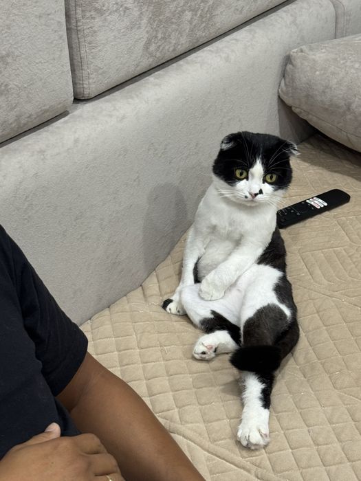 Отдам кошек в добрые руки