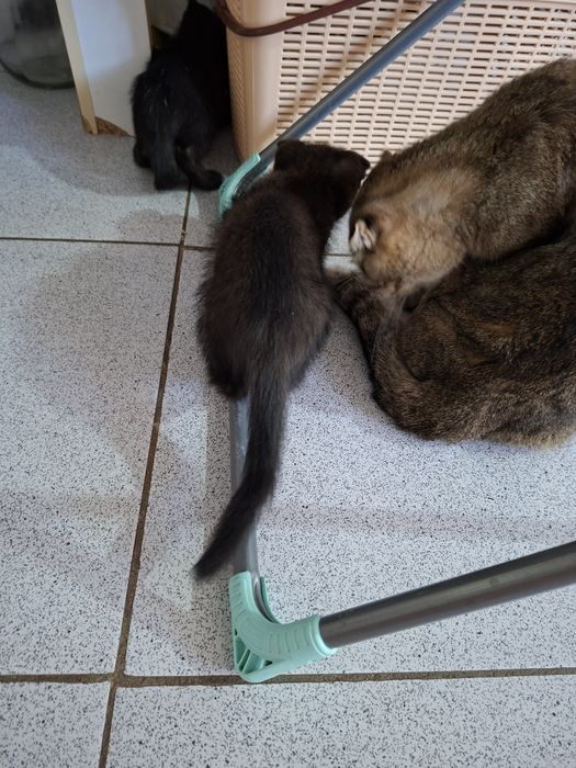 Котёнки чёрного цвета