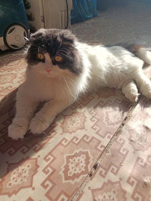 Вислоухий котик ищет невесту