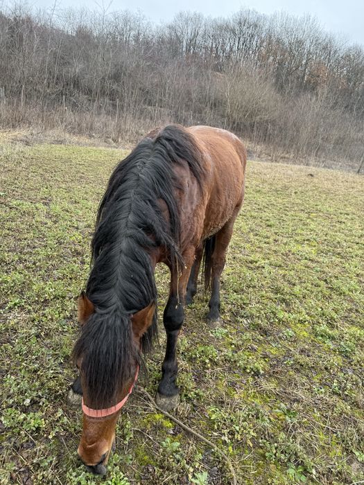 Vând armăsar de 3 ani
