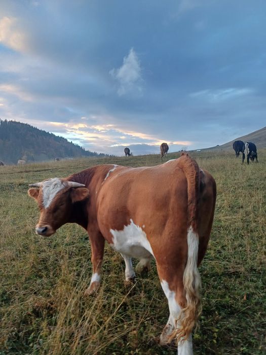 De vânzare un tăuraș și 3 vaci bune de ținut