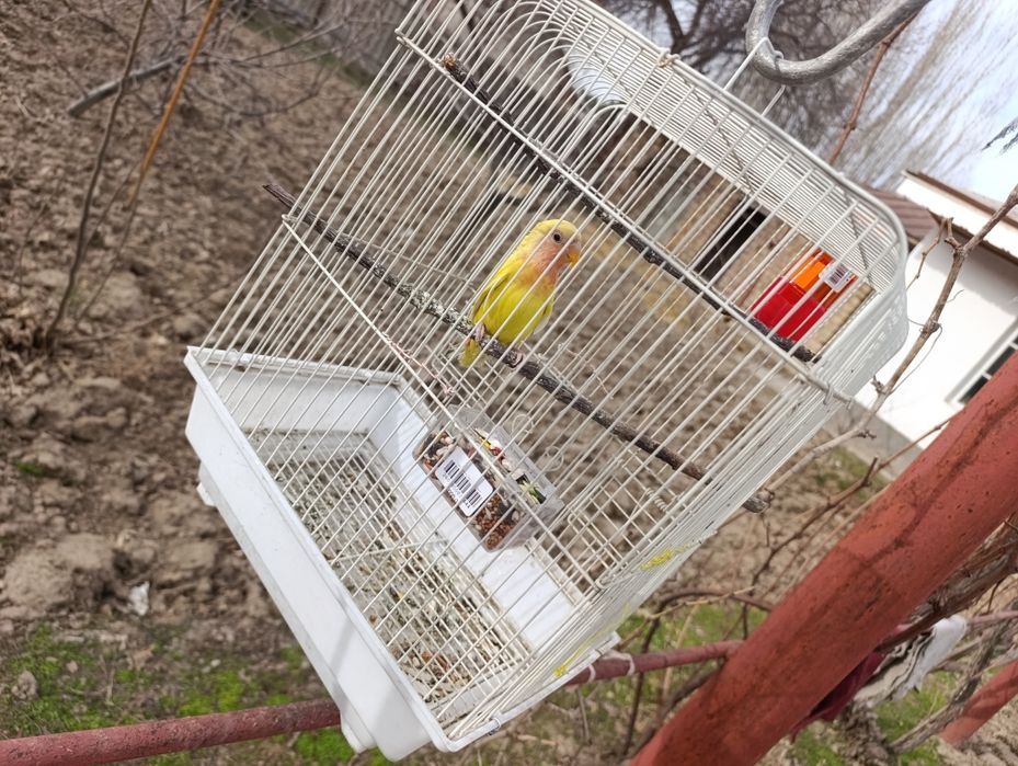 1 dona popugay sotiladi kletkasi bilan.