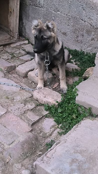 Животные. Собаки