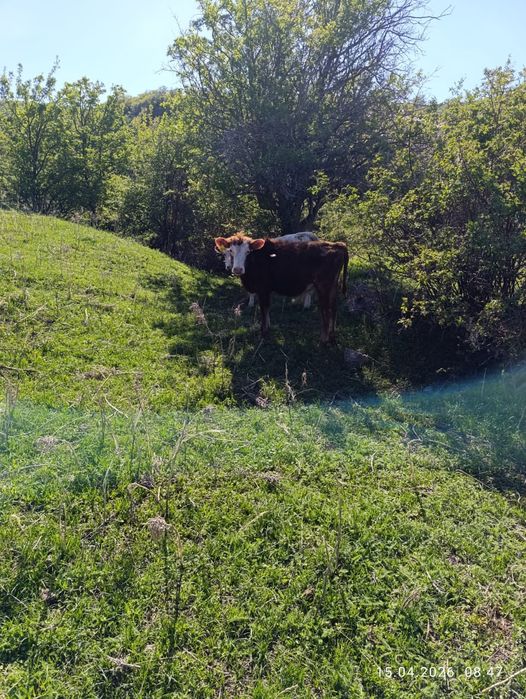 Продам бычка ! Вопросы - по тел