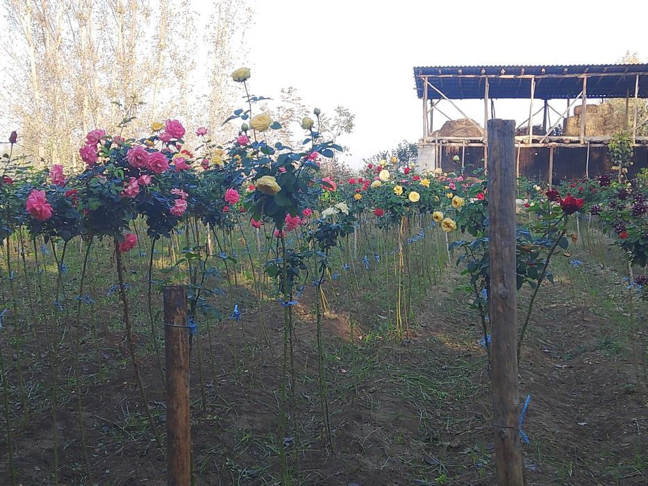 Штамплар гулари сотилади