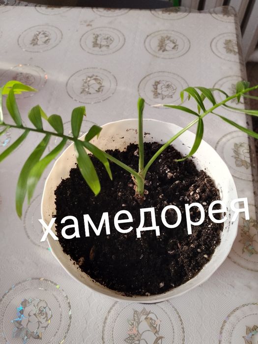 Цветы - комнатные