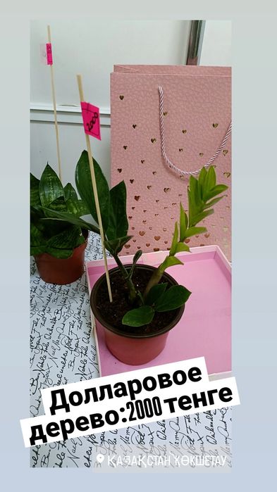 Долларовое дерево:2000 тенге