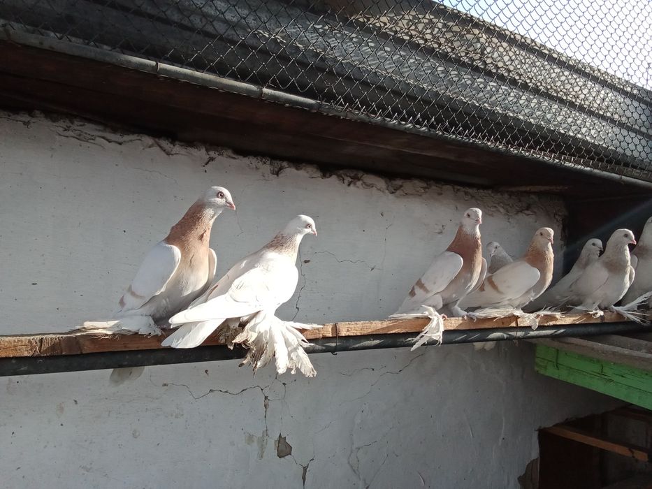 Продам голубей !