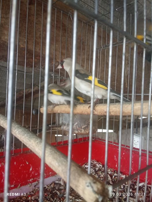 Продаётся щегол,сава