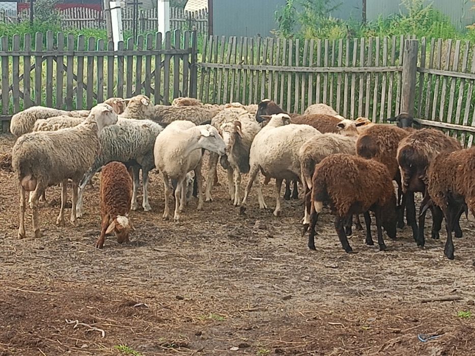 Продам овцематок на развод.