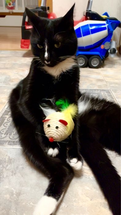 Отдаем домашнего кота