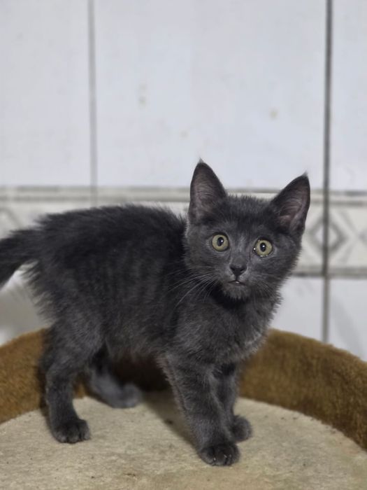 Отдаем котенка (кошка)
