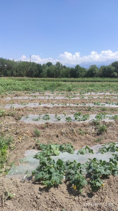 Участок КХ  70 соток