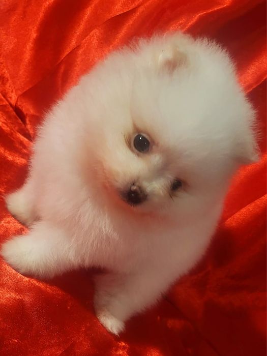 Щенки - Немецкий Шпиц