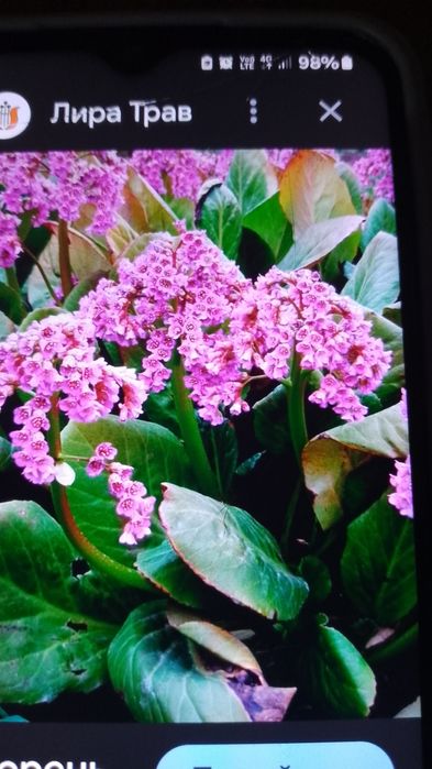 Бадан, и многолетнее растение