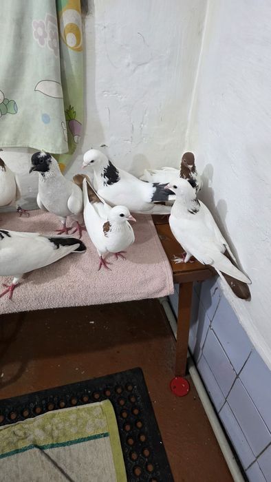 Продаются голуби