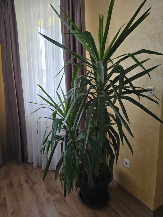 Planta Yucca inaltime 1.8 m