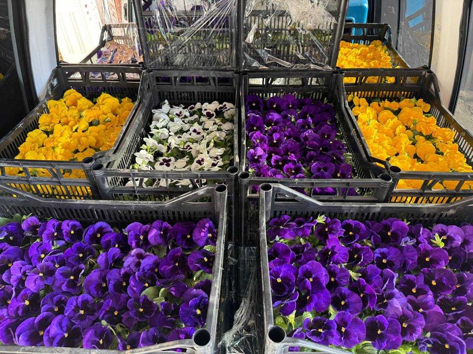 Viola / Виола / Капалак гул / Прямо из теплиц