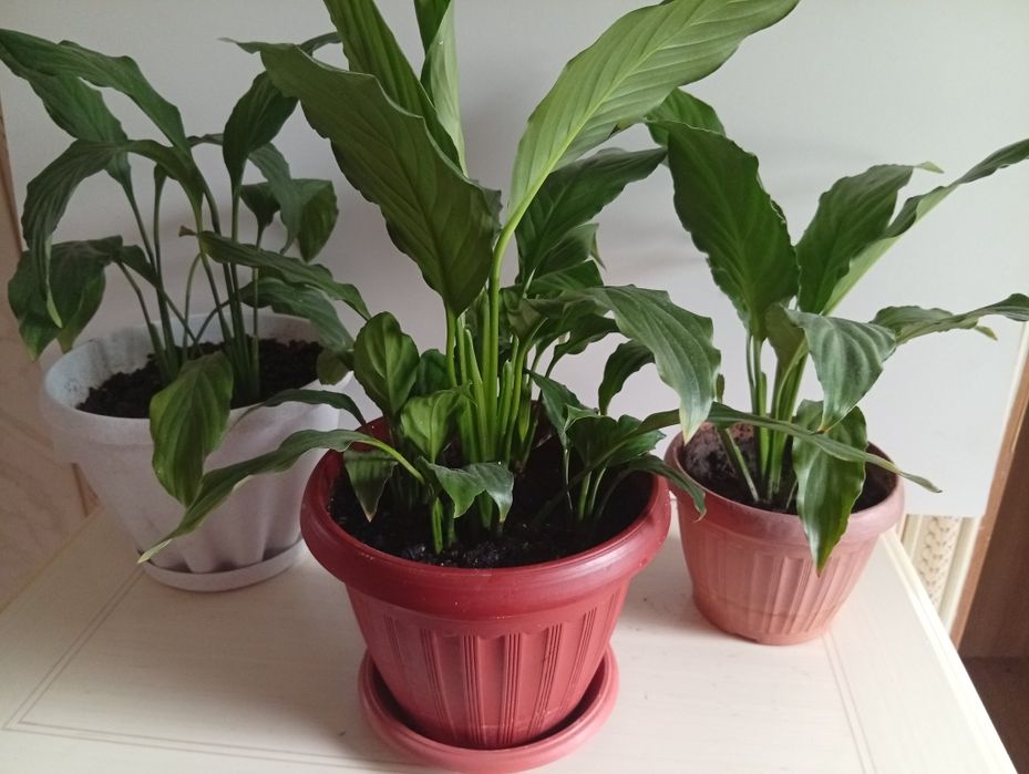 Женское счастье,спатифиллум