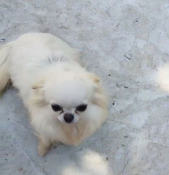 Чихуахуа  Момиче