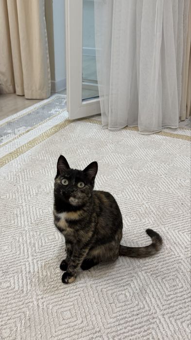Отдам котенка в добрые руки