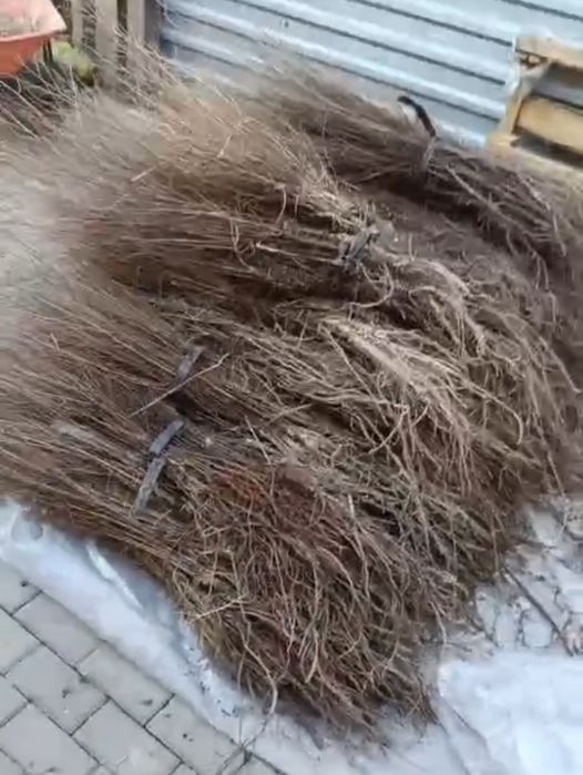 Вязь мелколистная