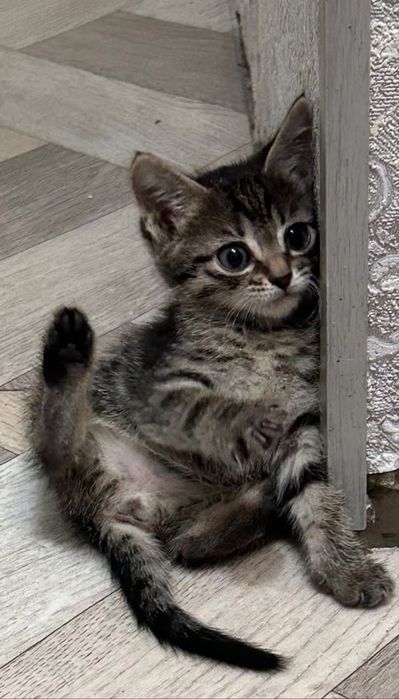 Отдам котят в хорошие руки!