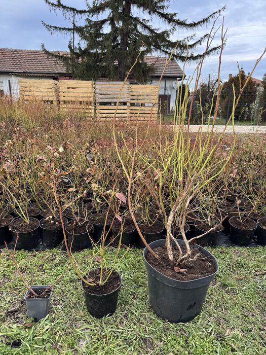 Готови силни, развити и  плододаващи Американски боровинки