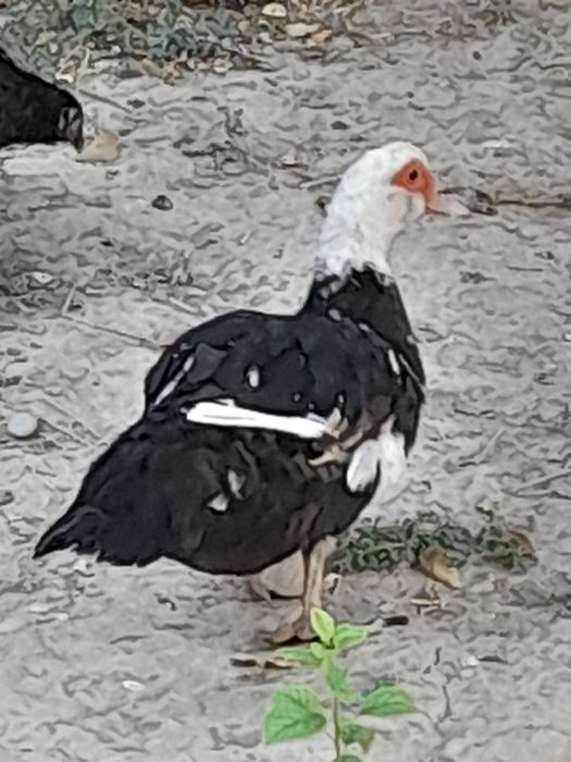 Продоца индеутка