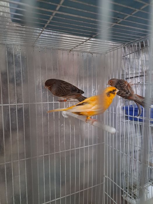 Продаются  конарейки