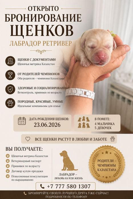 Щенки лабрадор- ретривер