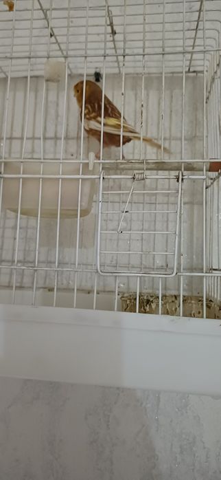 Канарйка породистая