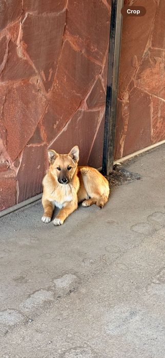 Отдадим рыженькую красивую девочку