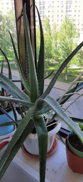 Алое вера лечебное растение