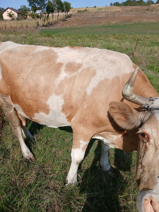 De vanzare vaca